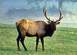 elk small graphic